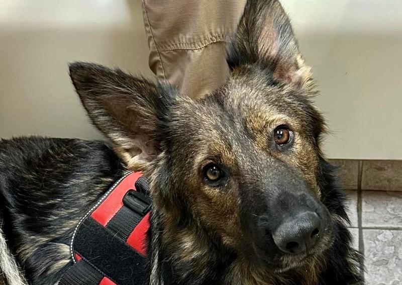 Dearborn Family Pet Care Dearborn veterinarians